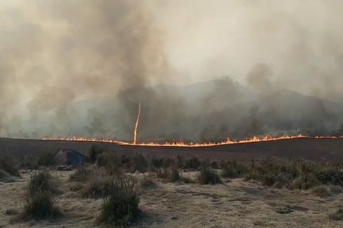 Kebakaran TNBTS Rusak Ekosistem Tanaman Khas Bromo