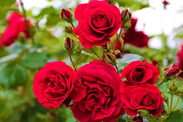 Ilustrasi bunga mawar merah. 