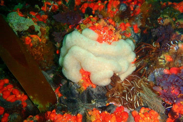 Ilustrasi spons, hewan laut, terumbu karang.