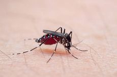 5 Cara Mencegah Nyamuk di Rumah Saat Musim Hujan