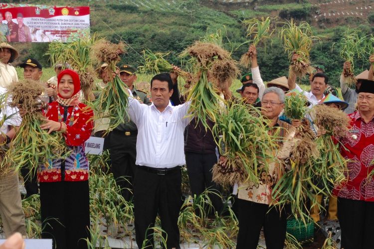 Menteri Pertanian Andi Amran Sulaiman Lakukan Panen Bawang Putih di Desa Petarangan Temanggung, Jawa Tengah, Rabu (12/4/2017)