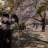 Cara Orang Korea Nikmati Sakura di Tengah Pandemi Corona, Ada Wisata Drive-thru