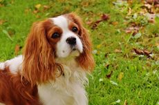 7 Fakta Menarik Anjing Cavalier King Charles Spaniel