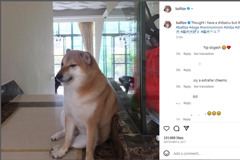 Cheems, Shiba Inu di Balik Meme Anjing Populer, Mati akibat Leukemia