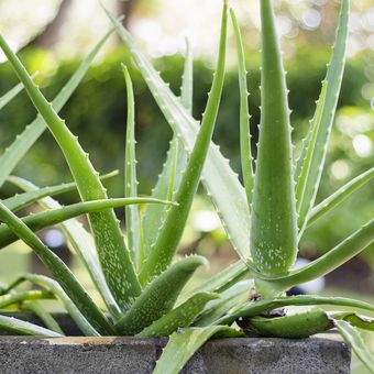 Ilustrasi tanaman lidah buaya atau Aloe vera.
