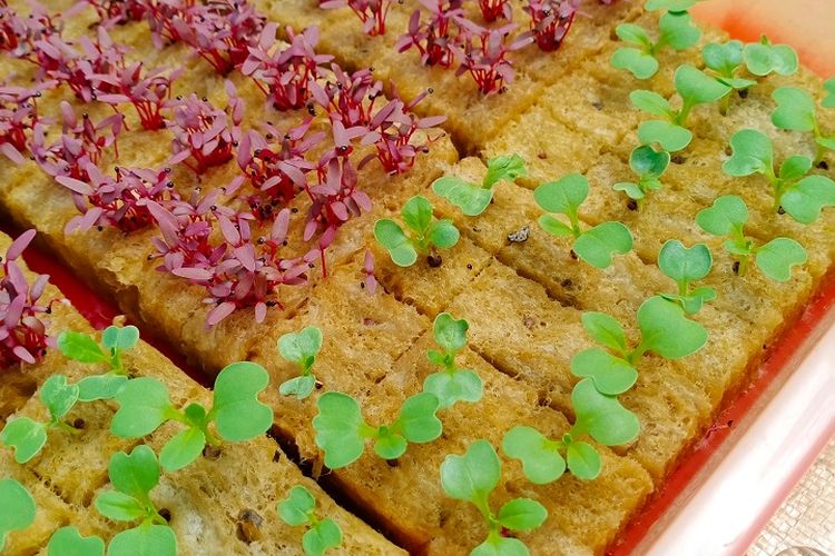 Ilustrasi rockwool, ilustrasi hidroponik.