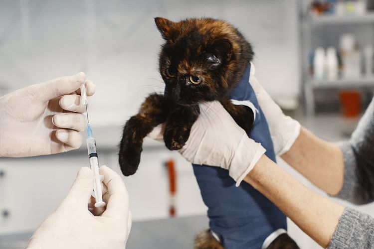 Proses steril kucing adalah operasi reguler untuk menjaga kucing tetap sehat dan membuatnya tidak berkembang biak tanpa kontrol. 