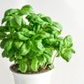 8 Tanaman Herbal yang Bisa Tumbuh Subur di Dalam Rumah 
