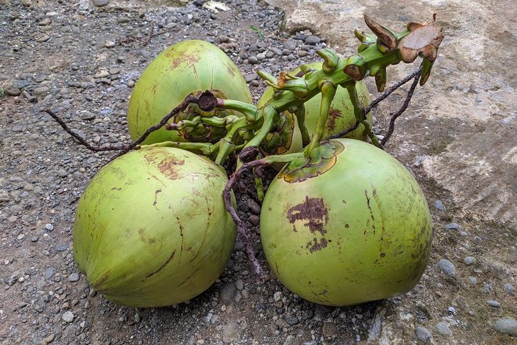 Ilustrasi kelapa wulung atau kelapa tampuk merah.