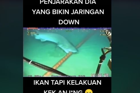 Viral, Video Ikan Hiu Gigit Kabel Bawah Laut Sebabkan Indihome dan Telkomsel Gangguan, Benarkah?