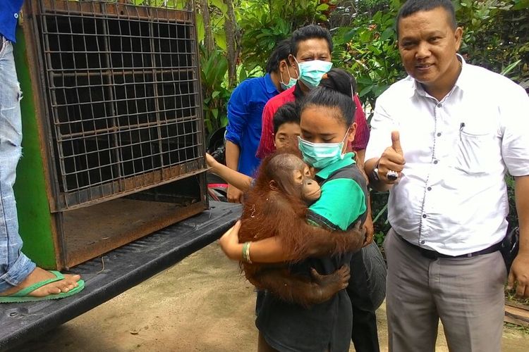 Orangutan (Pongo Pygmaeus) berjenis kelamin jantan berusia sekitar 3 tahun peliharaan warga saat di evakuasi Tim Gugus Tugas TSL, SKW II Sintang, BKSDA Kalbar di Kabupaten Sintang (4/3/2017)