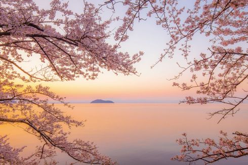 Catat, Ini Pemandangan Sakura Rekomendasi Fotografer Jepang