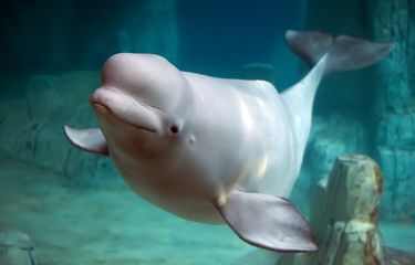 Ilustrasi paus beluga atau paus putih yang habitatnya berada di perairan Arktik, Kutub Utara.
