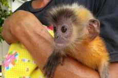 Warga Serahkan Lutung Merah ke BKSDA Kalbar