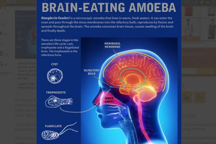 Infografis amuba pemakan otak.