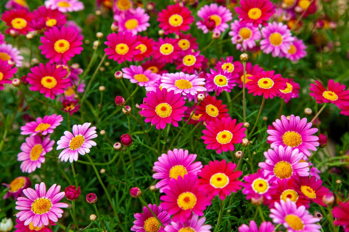 Ilustrasi bunga aster atau daisy berwarna pink.