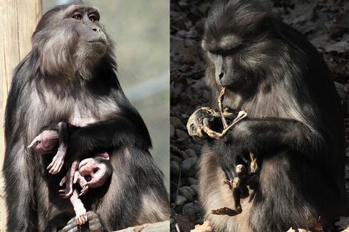 Berduka, Monyet Jambul Makan Mayat Anaknya Sendiri