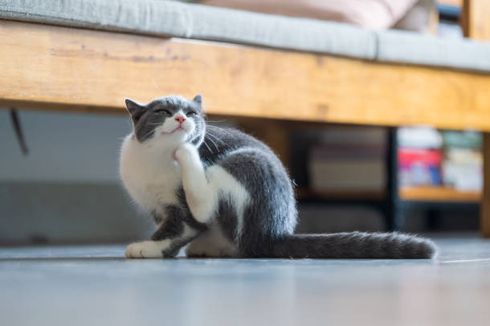 10 Tanda Anak Kucing Terkena Kutu dan Cara Mengatasinya