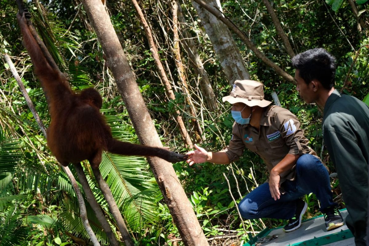 Presiden Direktur Bridgestone Tire Indonesia Akihito Ishii saat melepas seekor orangutan adopsi bernama Obi kembali ke habitat aslinya di lingkungan hutan konservasi Samboja, Kalimantan Timur, Jumat (31/8/2018).