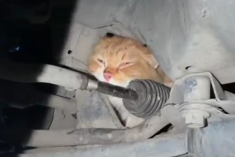 Damkarmat BPBD Bantul Evakuasi Kucing Oranye di Kap Mobil