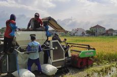 4.299 Hektare Sawah Gagal Panen Selama Banjir Demak, Produksi Beras Terancam Menurun Tahun Ini