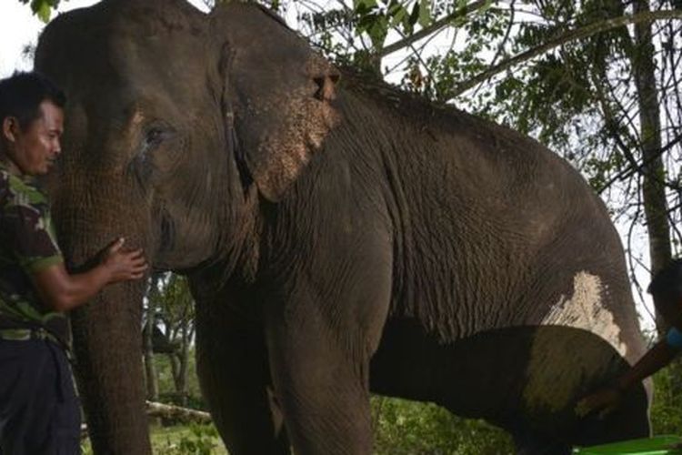 Seorang penjaga hutan merawat gajah yang terluka di Aceh. 