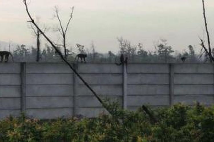 Sejumlah monyet tampak melintasi pagar RSJ Simbang Lihum, Kabupaten Banjar, Rabu (20/1/2016).
