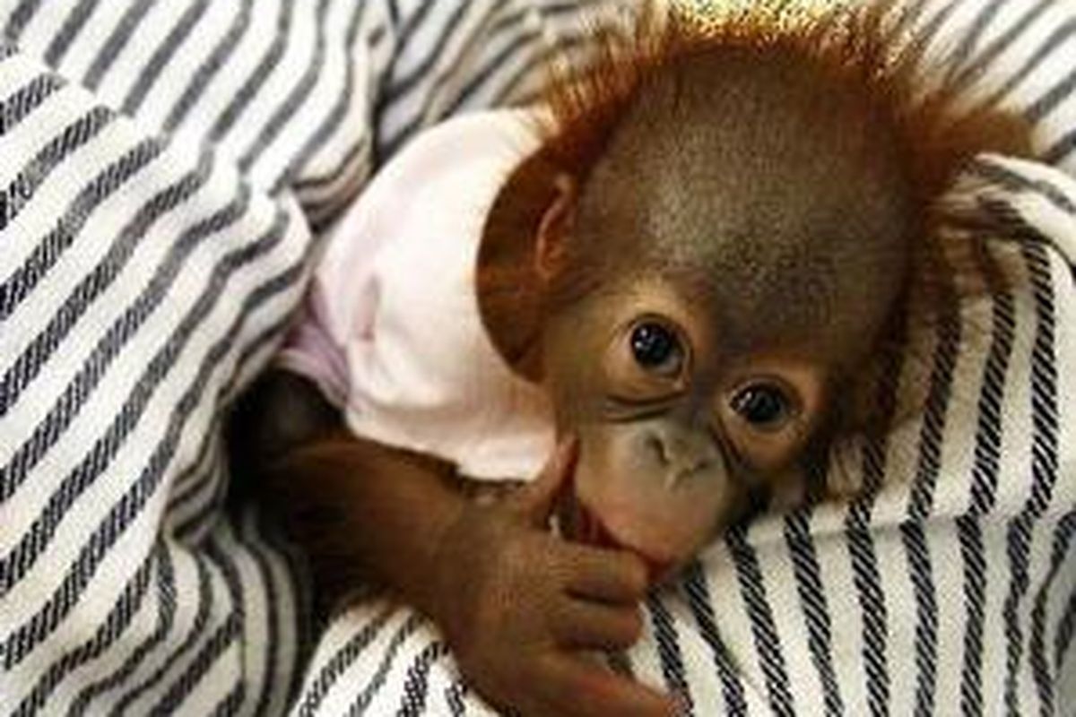 Idul, bayi Orangutan Sumatera (Pongo pygmaeus abelli) usia 37 hari, bermalas-malasan di atas tempat tidurnya di tempat ia diasuh oleh petugas Kantor Satwa Kebun Binatang Tamansari Kota Bandung, Jawa Barat, Kamis (24/1). 