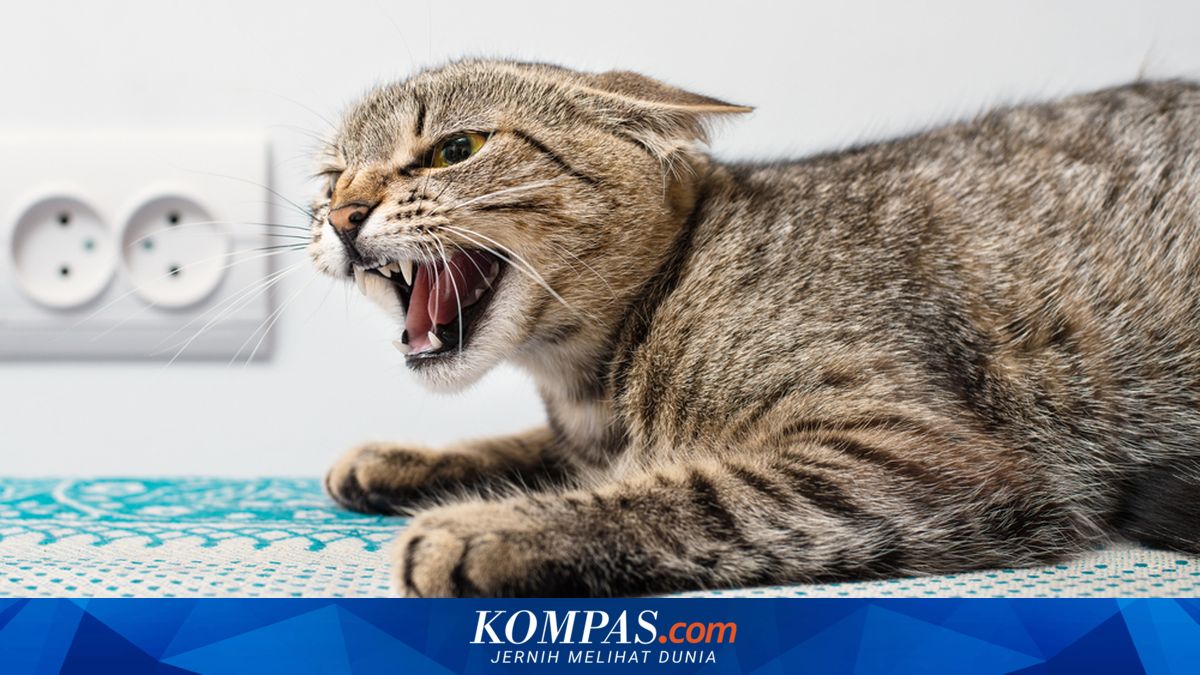 Rabies pada Kucing, Berikut Penyebab dan Gejala yang Perlu Diwaspadai