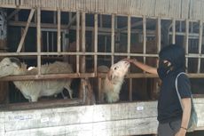 Cerita Peternak Domba di Magelang Kebanjiran Pesanan Jelang Idul Adha
