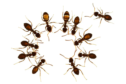 Tak Mau Tulari Penyakit, Semut Terinfeksi Jauhi Kawannya yang Sehat