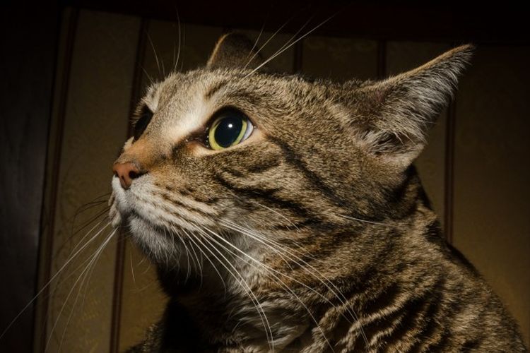 Kemampuan kucing dalam melihat dalam gelap membuat banyak cat lovers penasaran.