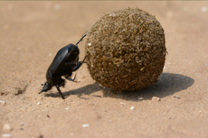 Apa Saja Makanan Kumbang?