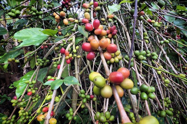 Ilustrasi kebun kopi di Aceh Tengah. Foto: Zuhri Noviandi