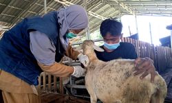 Jelang Idul Adha, Dompet Dhuafa Gandeng Puskeswan Lakukan Vaksinasi Hewan Kurban