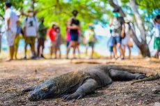 Taman Nasional Komodo Perlu Pembatasan Pengunjung, Ini Alasannya
