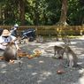 Menyelamatkan Ribuan Monyet di Alas Kedaton akibat Wabah Corona...