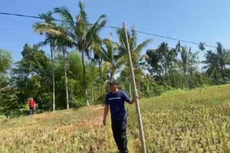 Kades Selolembu, Achmad Basuki saat menunjukkan kabel-kabel listrik yang disanggah dengan bambu di atas hamparan sawah, pada Jum'at (10/10/2025).
