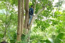 Cerita Warga Pedalaman Flores, Mencari Sinyal dengan Berjalan Kaki 1 Kilometer hingga Panjat Pohon