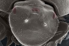 Mengutak-atik Gen, Ilmuwan Tak Sengaja Ciptakan Kumbang Bermata Tiga