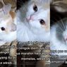 Ramai soal Kucing Disebut Menangis karena Dimarahi, Ahli: Harus Tahu Beda Kucing Sakit dan Sedih