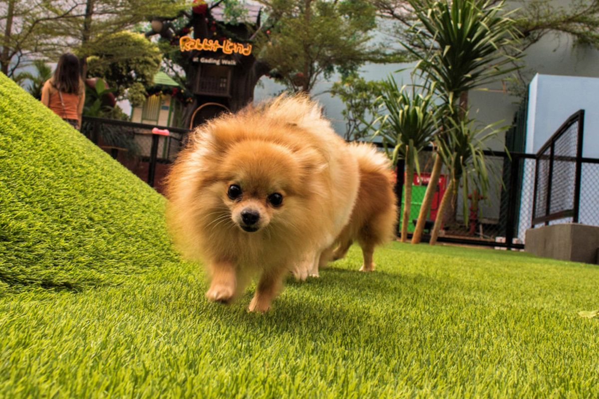Seekor anjing bermain di Paws Dog?s Dream Park, Mal Kelapa Gading