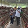 Gus Halim: Keberhasilan Peternakan Telur BUMDes Lalang Jaya Bisa Dicontoh Desa Lain