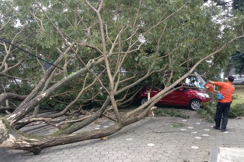 Angin Kencang, Pohon Tumbang Timpa Mobil di Kota Malang