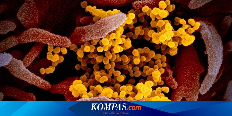 Gambar Virus Corona Wuhan Covid 19 Dirilis Begini Penampakannya