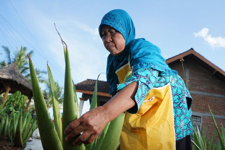 Sumarni (54), warga Desa Katongan, Kecamatan Nglipar, Kabupaten Gunung Kidul, Daerah Istimewa Yogyakarta (DIY) yang berhasil mengajak ibu-ibu di desanya membudidayakan tanaman lidah buaya. Berkat aksinya itu, kini Desa Katongan berhasil menjadi desa wisata dan menghasilan sejumlah produk olahan lidah buaya yang diminati masyarakat.