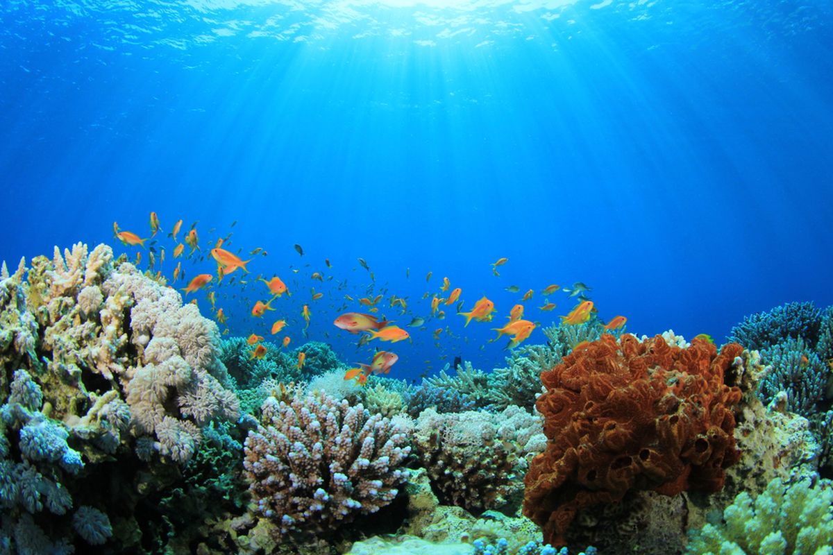 Ilustrasi terumbu karang yang sehat dan belum terkena dampak pemanasan global. Virus purba ditemukan pada DNA organisme simbion karang pembentuk terumbu.