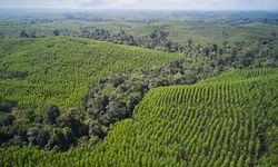 Restorasi Ekosistem Riau Catat Kemajuan dalam Perbaikan Hutan Rawa Gambut Utuh di Sumatera