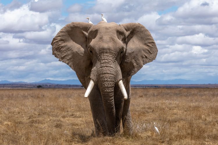 Gajah Afrika, hewan yang termasuk spesies terancam punah.