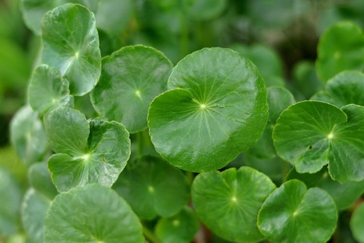 Ilustrasi budidaya daun pegagan